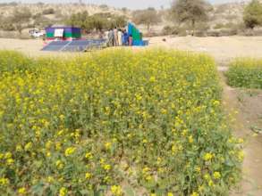 Green Farm in Thar