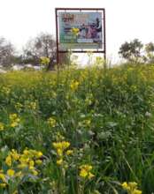 Wheat and Vegetable in green farm