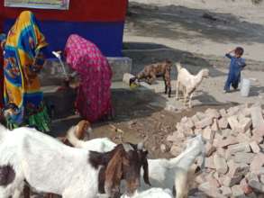 Animals and humans benefiting from the well