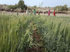 Green farm in full swing