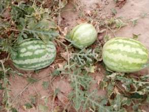 Watermelons from Green Farms.