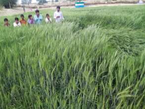 Thar is green