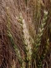 Wheat grown in Green Farms by CHCS