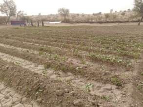 New Green Farm being developed