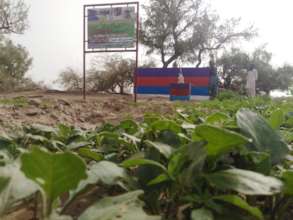 Greenery in the Deserts of Thar