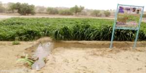 Green Farm in Thar