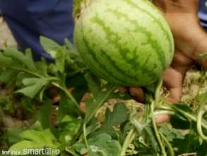 Vegetables and Fruit from Green Farms