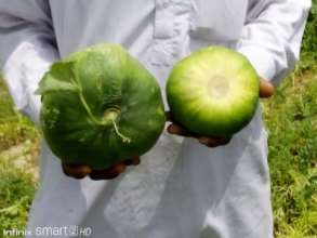 More Vegetables from Green Farms