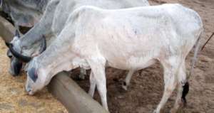 Animals of Thar eating Fodder from Green Farms