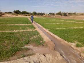 Water being Supplied to Crops