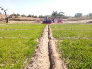 Crops Cultivated in Green Farms of Thar
