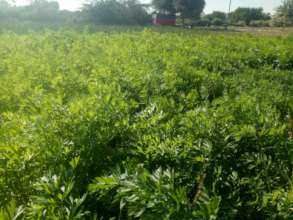 Beautiful View of Green Farm in Thar