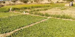 Green Farm Being Developed