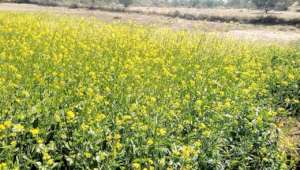 Crop being Grown on Newly Established Farm