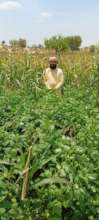 Newly Established Lush Green Farm