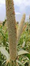 Seasonal Crops being Grown in Green Farm