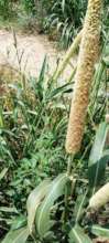Crop Ready to be Harvested