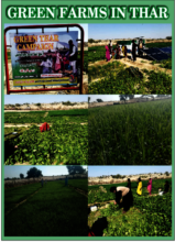 green farms in     thar