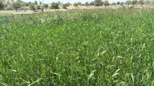 Deserts turned green