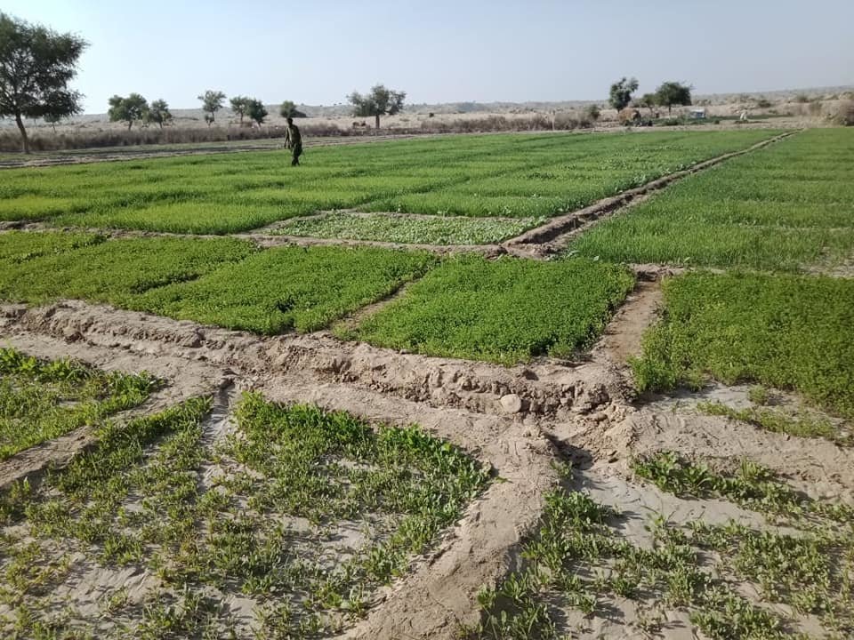 DESERTS to GREEN FARMS.