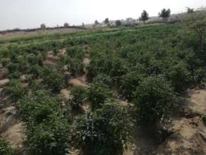 plants in the farm