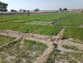 green field in Thar