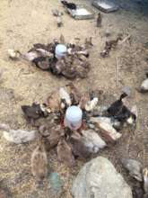 Growing ducklings