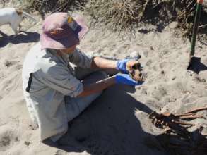 Skeleton of young baboon found on beach