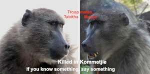 Baboons continue to be killed by pellet guns.