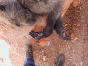 Badly burnt hands of young baboon Kelly