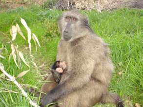 A young Crookie, she was killed by dogs at over 22