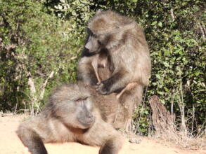Peaceful grooming