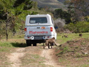 Baboons check our new vehicle!
