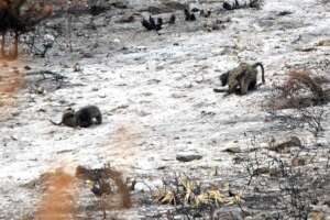 The Arabella baboons in fire burnt area
