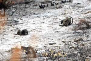 The Arabella baboons in fire burnt area