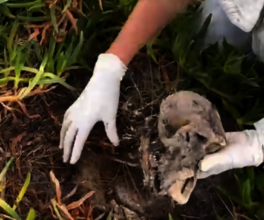 Uncovering the skeleton of poisoned female