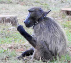 The life of a Cape baboon, collared & paintballed.