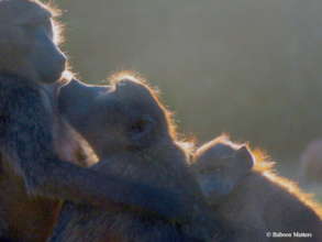 Caring baboons.