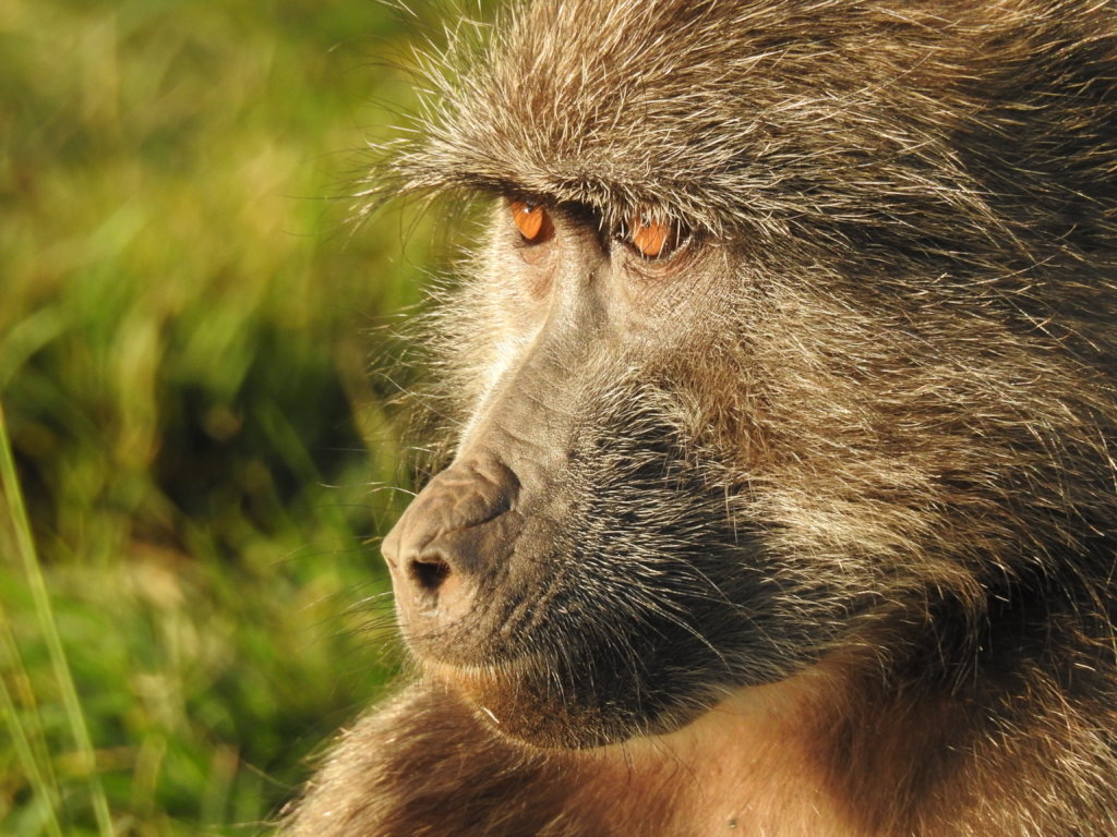 Stop Killing Baboons!