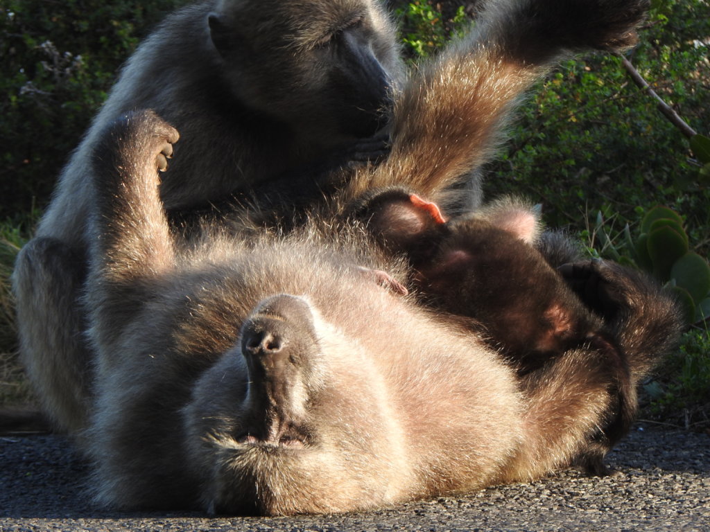 Stop Killing Baboons!