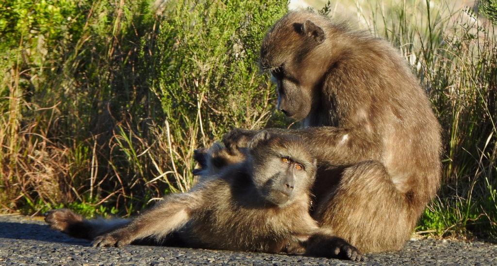 Stop Killing Baboons!