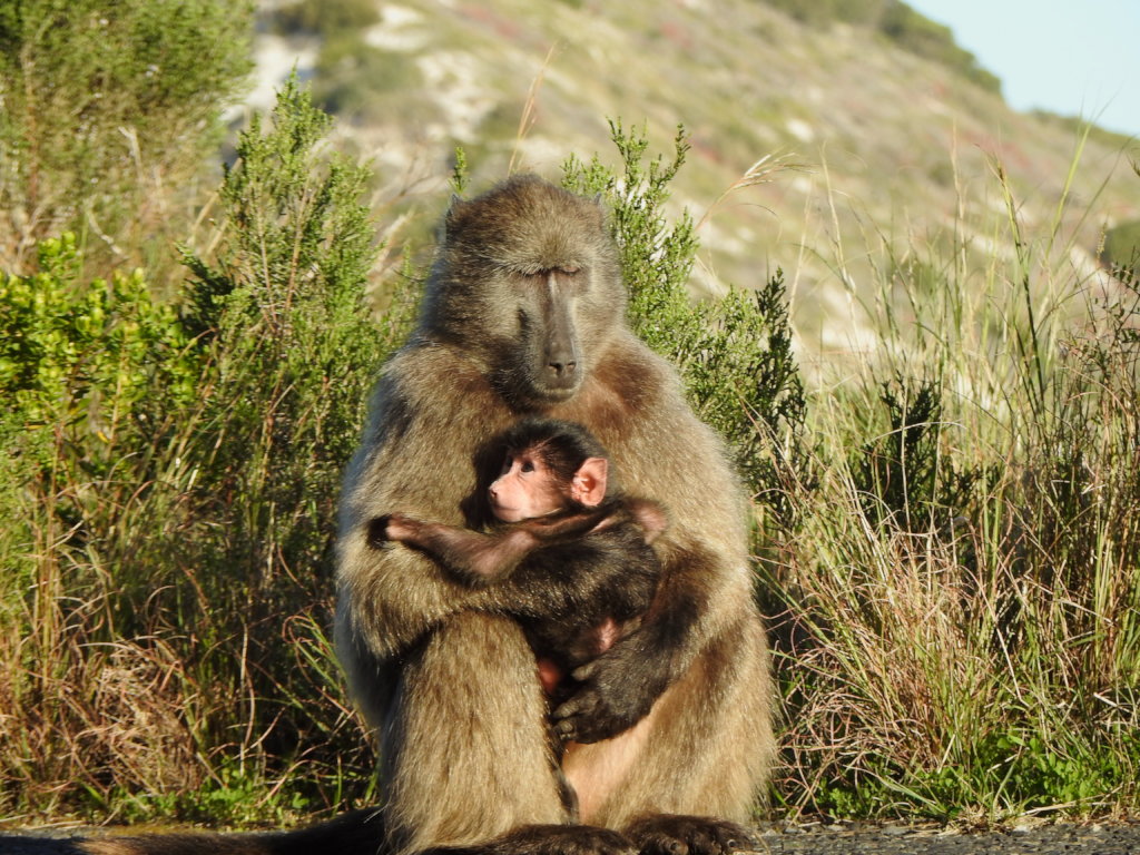 Stop Killing Baboons!