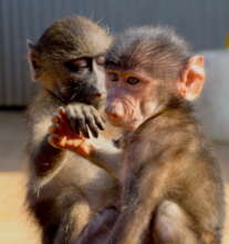 Orphaned baboons - Prime Crew rehabilitation cente