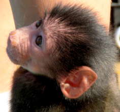 Infant baboons are called "pink face"