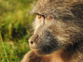 Chacma baboons are under threat in SA