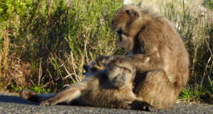 End of day grooming