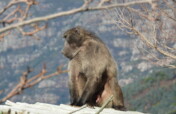 Stop Killing Baboons!