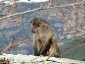 Stop Killing Baboons!