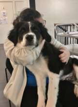 HALO Youth Achieves Dog Groomer Certification