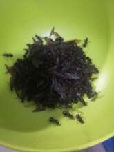 Chicatanas asadas